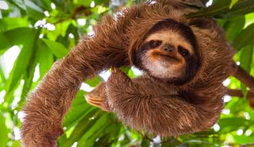 sloths tour in roatan